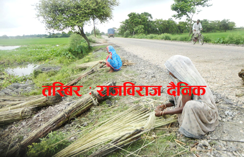 थोरै लगानीमा बढी आम्दानी दिने “सनपात” खेती संकटमा